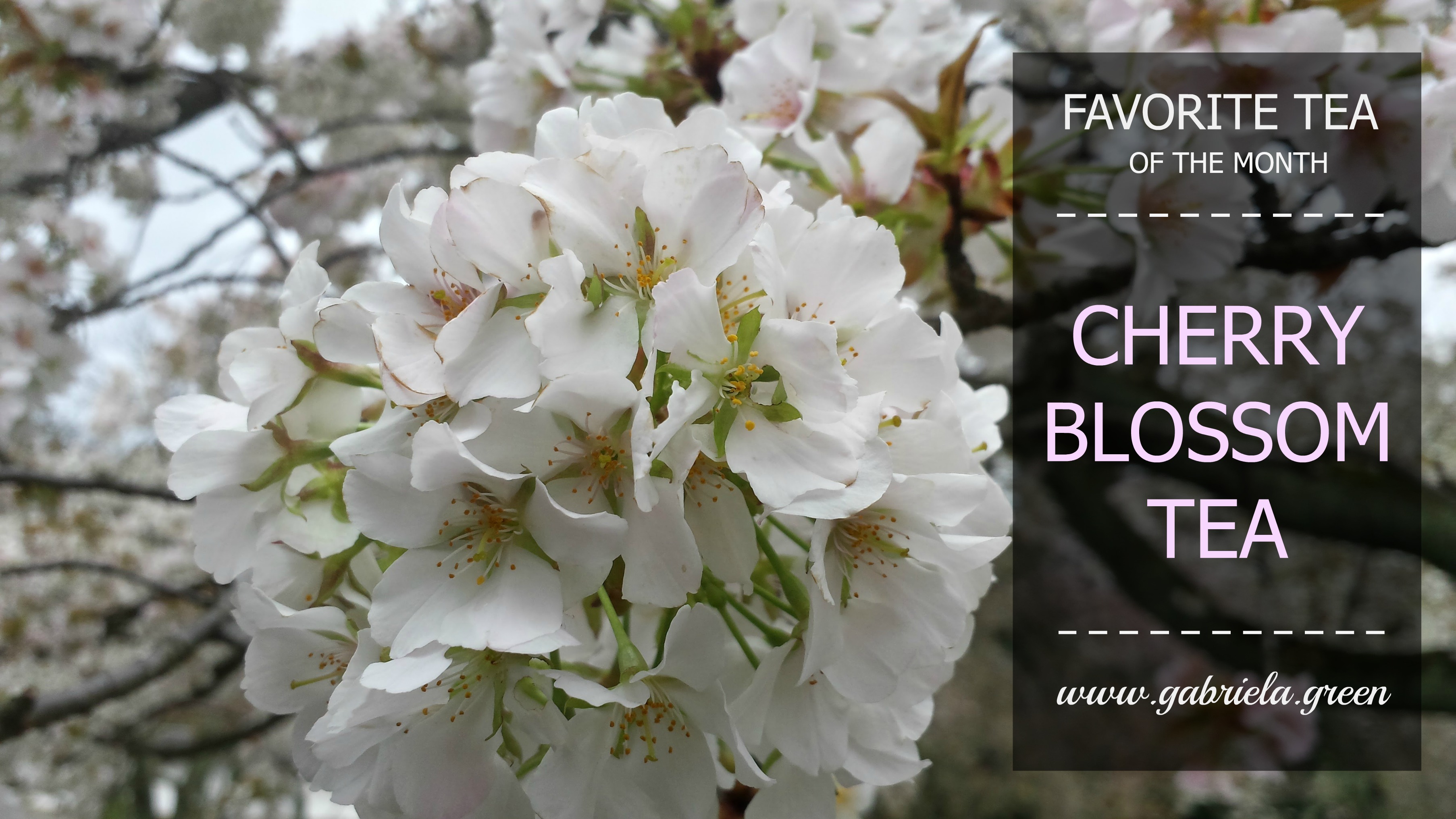 Favorite Tea Of The Month: Cherry Blossom Tea - Gabriela Green