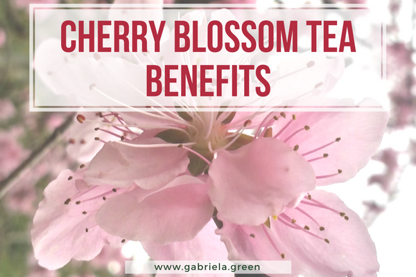 4 Surprising Cherry Blossom Tea Benefits - Gabriela Green