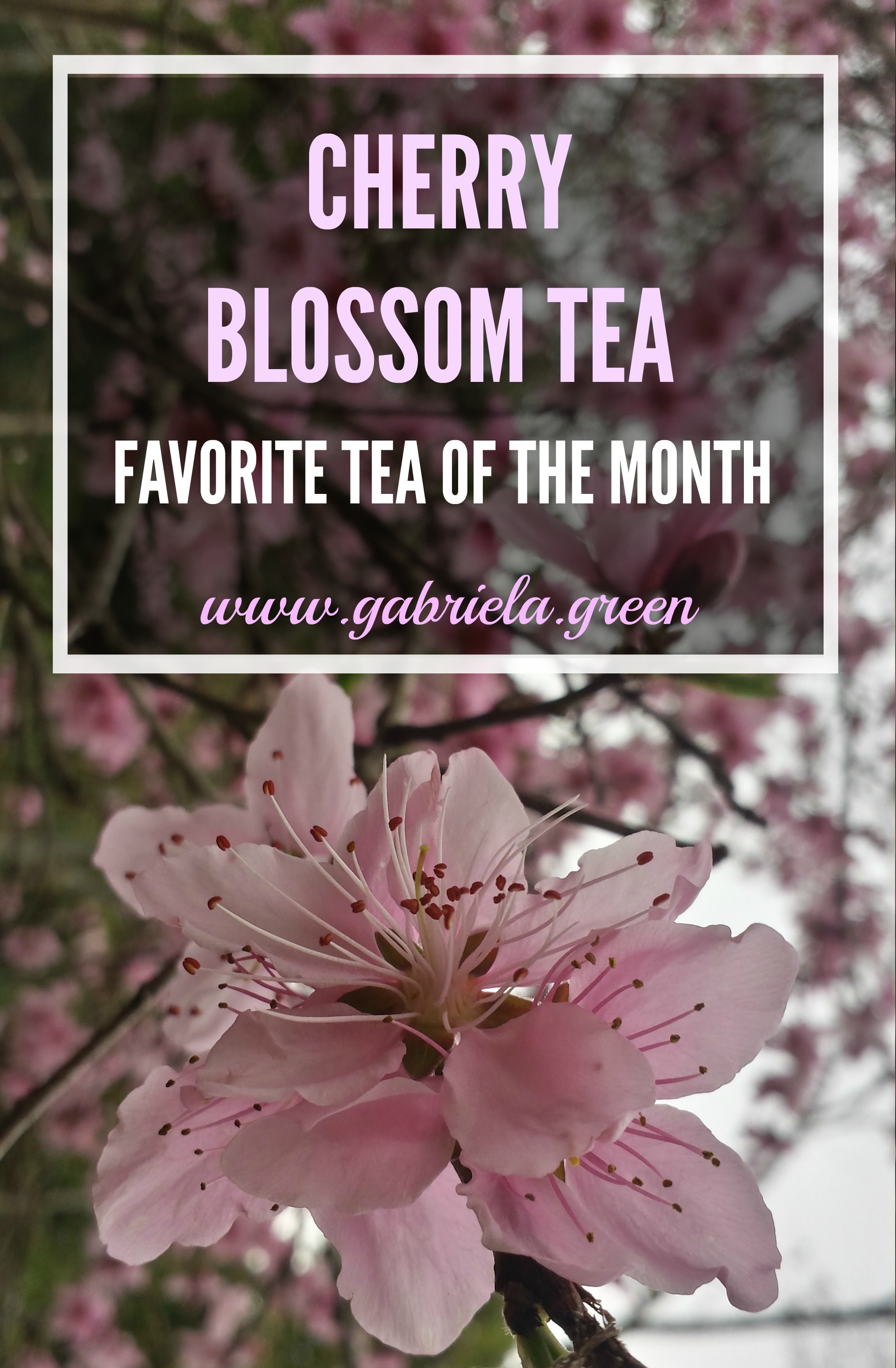 4 Surprising Cherry Blossom Tea Benefits - Gabriela Green